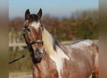 Andalou, Jument, 14 Ans, 142 cm, Alezan dun