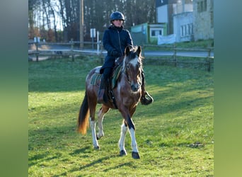 Andalou, Jument, 14 Ans, 142 cm, Alezan dun