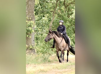 Andalou Croisé, Jument, 14 Ans, 153 cm, Grullo