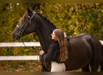 Andalou Croisé, Jument, 14 Ans, 155 cm