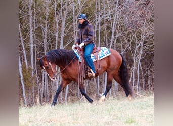 Andalou, Jument, 14 Ans, 157 cm, Bai cerise