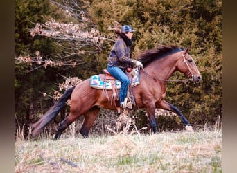 Andalou, Jument, 14 Ans, 157 cm, Bai cerise