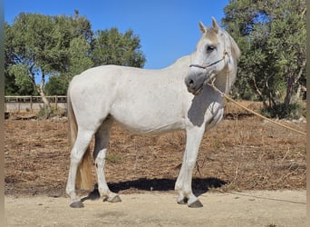 Andalou, Jument, 14 Ans, 159 cm, Gris pommelé