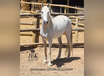 Andalou Croisé, Jument, 14 Ans, 160 cm, Gris