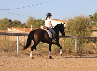 Andalou, Jument, 14 Ans, 160 cm, Noir