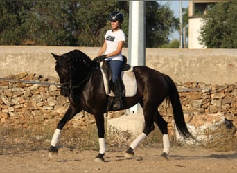 Andalou, Jument, 14 Ans, 160 cm, Noir