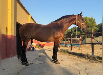 Andalou, Jument, 14 Ans, 164 cm, Bai