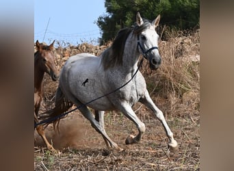 Andalou, Jument, 14 Ans, 164 cm, Gris