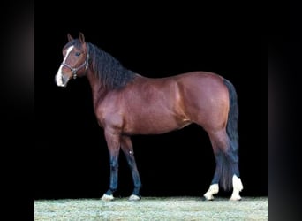 Andalou, Jument, 15 Ans, 155 cm, Bai cerise