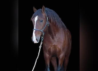 Andalou, Jument, 15 Ans, 155 cm, Bai cerise