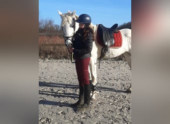 Andalou Croisé, Jument, 15 Ans, 157 cm, Gris