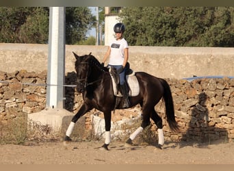 Andalou, Jument, 15 Ans, 160 cm, Noir