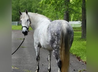 Andalou, Jument, 15 Ans, Gris