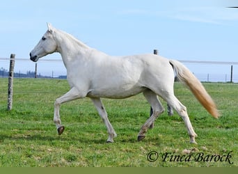 Andalou, Jument, 19 Ans, 160 cm, Gris