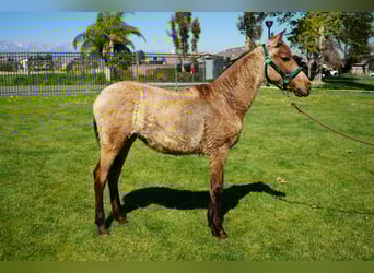 Andalou, Jument, 1 Année, 142 cm, Buckskin