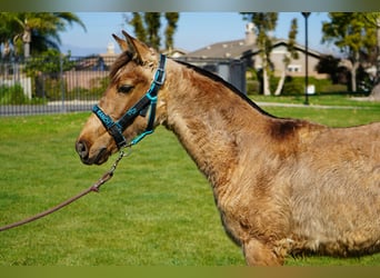 Andalou, Jument, 1 Année, 142 cm, Buckskin