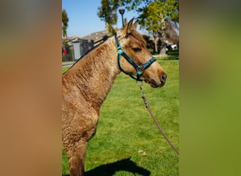 Andalou, Jument, 1 Année, 142 cm, Buckskin