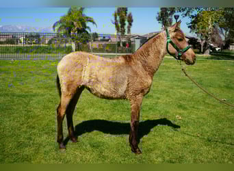 Andalou, Jument, 1 Année, 142 cm, Buckskin
