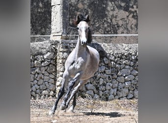 Andalou, Jument, 1 Année, 155 cm, Gris