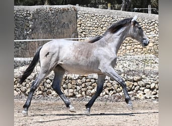 Andalou, Jument, 1 Année, 155 cm, Gris
