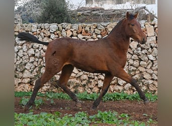 Andalou, Jument, 1 Année, 160 cm, Bai