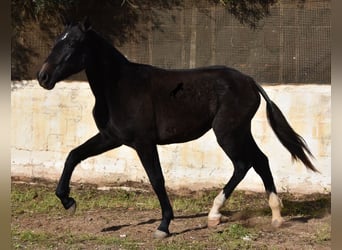 Andalou, Jument, 1 Année, 165 cm, Gris