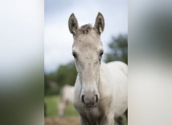 Andalou, Jument, 1 Année