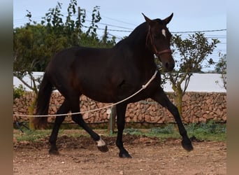 Andalou, Jument, 20 Ans, 158 cm, Bai