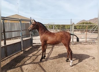 Andalou, Jument, 2 Ans, 150 cm, Bai cerise