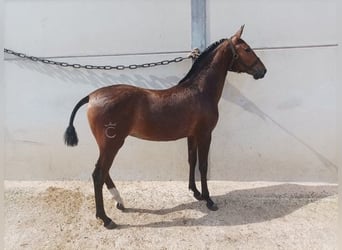 Andalou, Jument, 2 Ans, 150 cm, Bai cerise