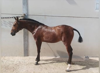 Andalou, Jument, 2 Ans, 150 cm, Bai cerise