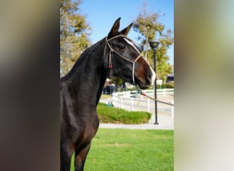 Andalou, Jument, 2 Ans, 152 cm