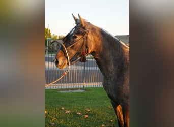 Andalou, Jument, 2 Ans, 152 cm, Gris