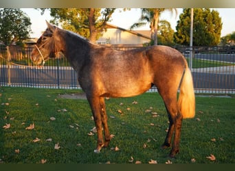 Andalou, Jument, 2 Ans, 152 cm, Gris