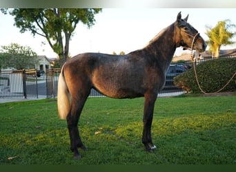 Andalou, Jument, 2 Ans, 152 cm, Gris