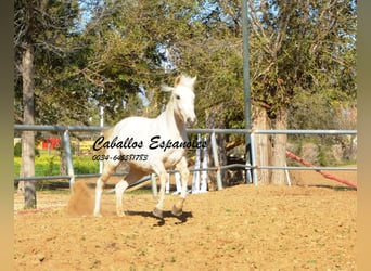 Andalou, Jument, 2 Ans, 153 cm, Cremello