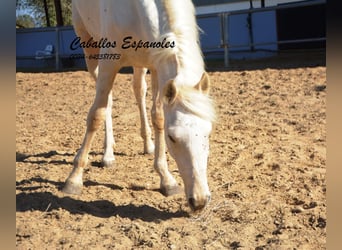 Andalou, Jument, 2 Ans, 153 cm, Cremello