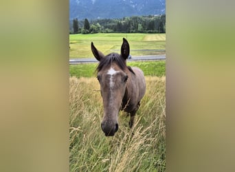 Andalou, Jument, 2 Ans, 155 cm, Bai