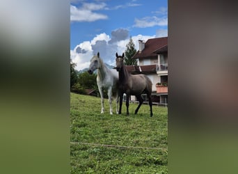 Andalou, Jument, 2 Ans, 155 cm, Bai