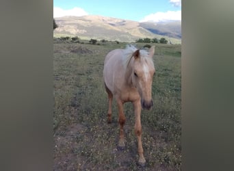 Andalou, Jument, 2 Ans, 157 cm, Palomino