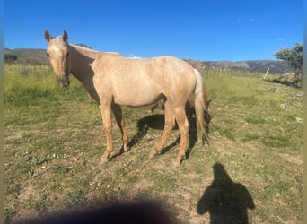 Andalou, Jument, 2 Ans, 157 cm, Palomino