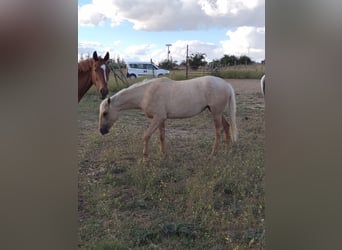 Andalou, Jument, 2 Ans, 157 cm, Palomino