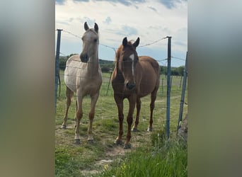Andalou, Jument, 2 Ans, 157 cm, Palomino