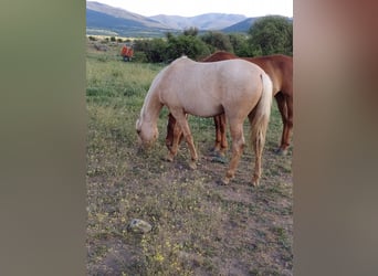 Andalou, Jument, 2 Ans, 157 cm, Palomino