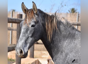 Andalou, Jument, 2 Ans, 158 cm, Gris