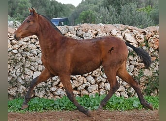 Andalou, Jument, 2 Ans, 160 cm, Bai