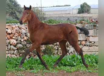 Andalou, Jument, 2 Ans, 160 cm, Bai