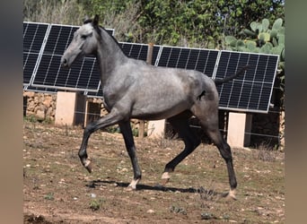 Andalou, Jument, 2 Ans, 160 cm, Gris