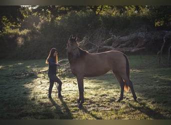 Andalou, Jument, 2 Ans, 160 cm, Isabelle