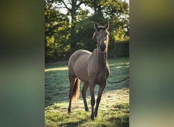 Andalou, Jument, 2 Ans, 160 cm, Isabelle
